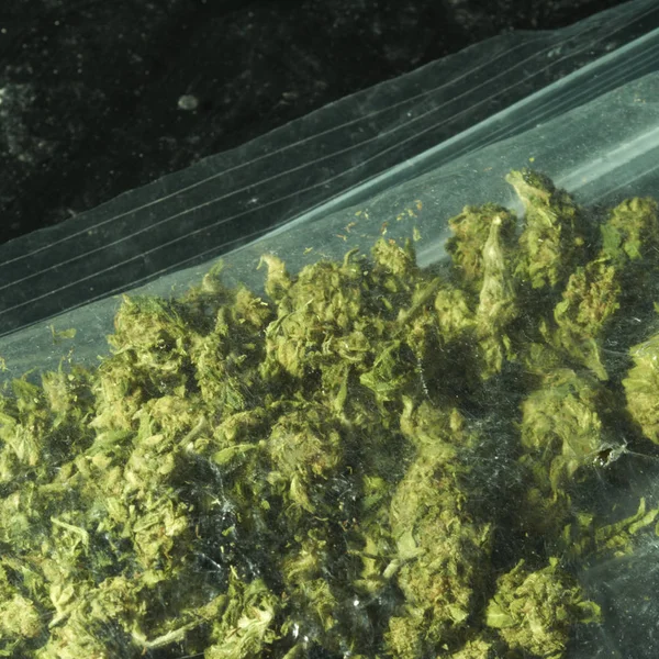 Csomagolt Marihuána Bimbók Cannabis Növény — Stock Fotó