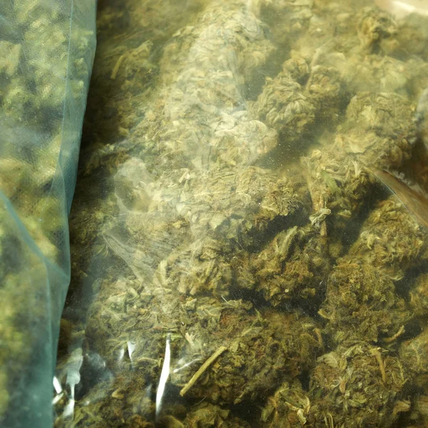 Verpakte Marihuana Knoppen Van Cannabis Plant — Stockfoto