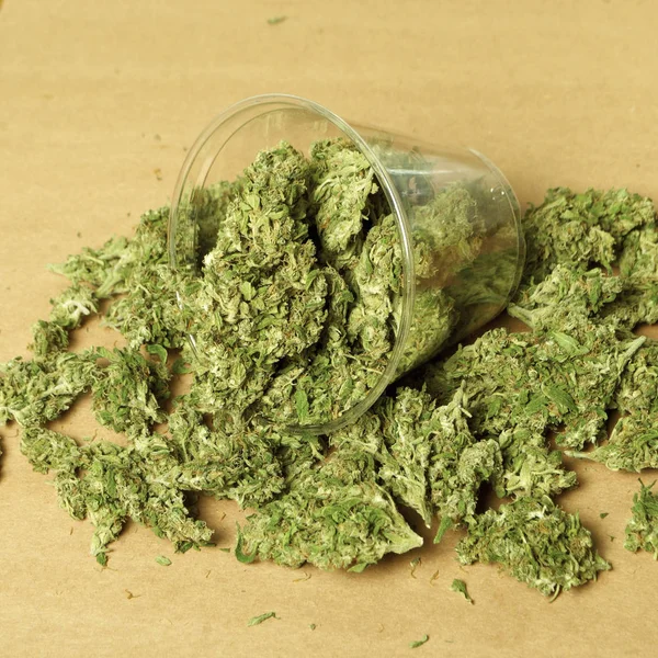 Vista Cercana Marihuana Seca Taza Plástico Concepto Drogadicción Concepto Marihuana — Foto de Stock