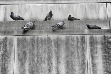 Güvercinler evin çatısında.