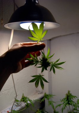 Mamarijuana üreten kavramsal kompozisyon, hala yaşam.