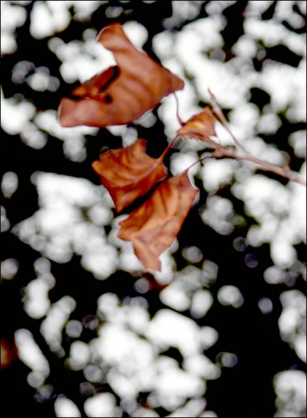 Weißer Schnee Mit Getrockneten Blättern Garten — Stockfoto