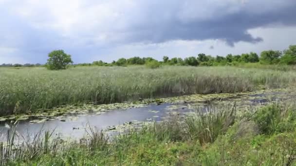 Riverside Durante Verano Timelapse — Vídeo de stock