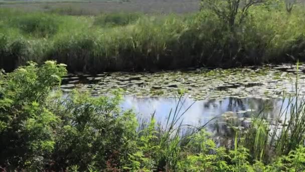 Riverside pendant la journée d'été, timelapse .