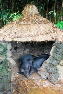 Saman çatı ile taş kulübede siyah domuzlar