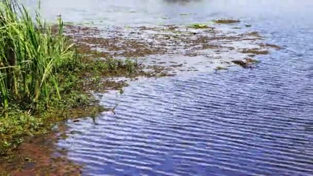 Riverside pendant la journée d'été, timelapse .