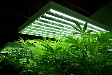 Büyüyen kenevir ve kenevir bitkisi 