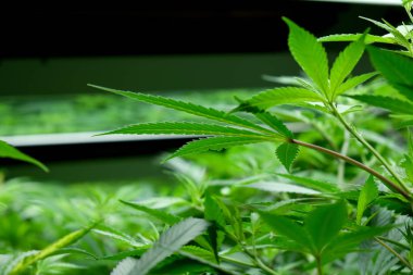 Büyüyen kenevir ve kenevir bitkisi 