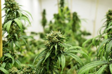 Büyüyen kenevir ve kenevir bitkisi 