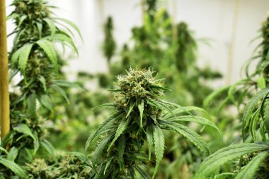 Büyüyen kenevir ve kenevir bitkisi 