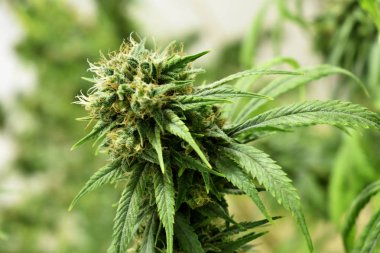 Büyüyen kenevir ve kenevir bitkisi 
