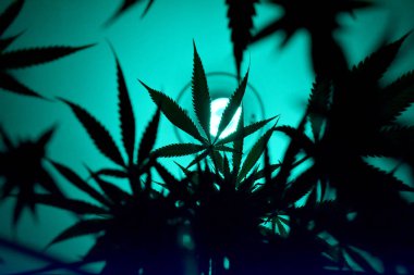 Mamarijuana üreten kavramsal kompozisyon, hala yaşam.