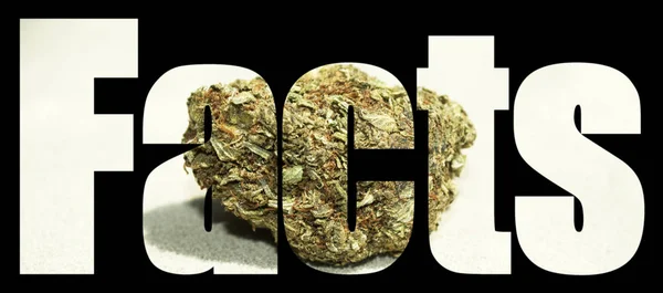 Fakty Napis Czarnym Tle Marihuaną — Zdjęcie stockowe