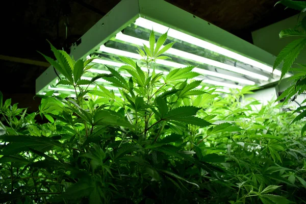 Büyüyen kenevir ve kenevir bitkisi 