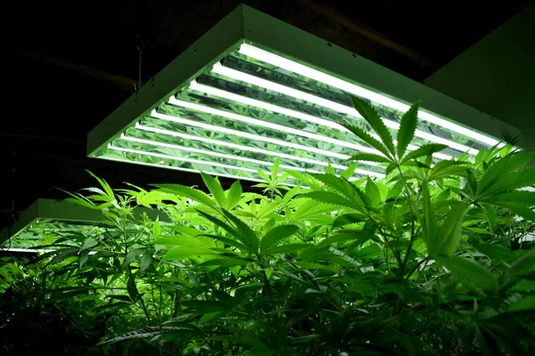 Büyüyen kenevir ve kenevir bitkisi 