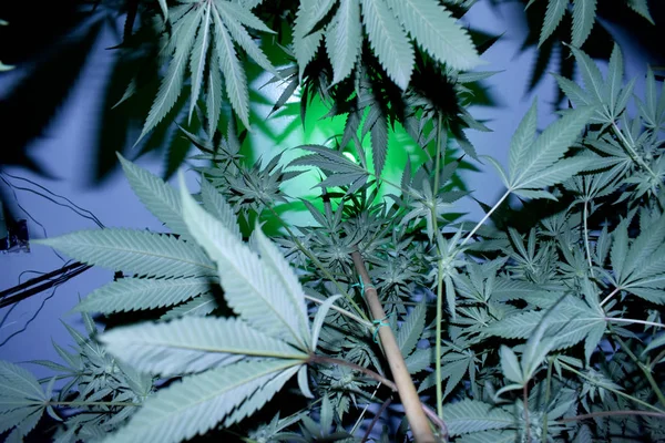 Konzeptionelle Zusammensetzung Der Marihuana Produktion Stillleben — Stockfoto