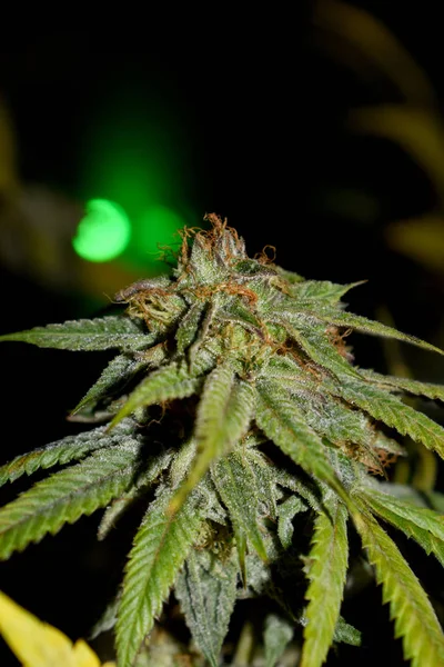 Växande Marijuana och cannabisväxter — Stockfoto