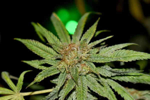 Coltivazione di marijuana e piante di cannabis — Foto Stock