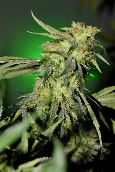 Growing Marijuana and Cannabis Plants — Stock Photo, Image