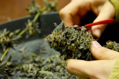 Mamarijuana üreten kavramsal kompozisyon, hala yaşam.
