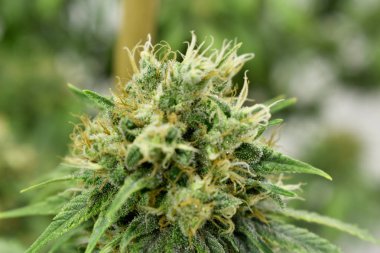 Büyüyen kenevir ve kenevir bitkisi 