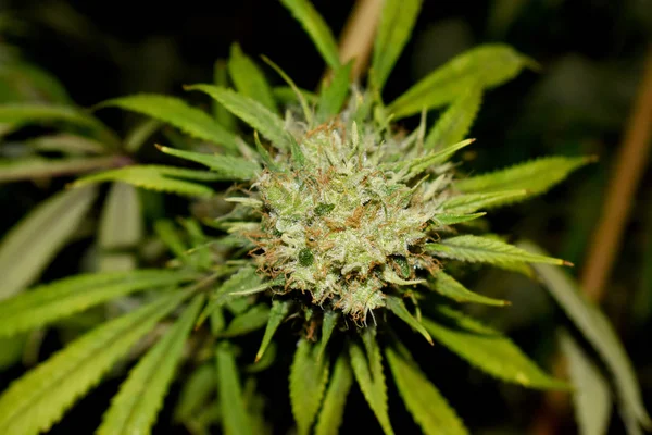 越来越多的大麻和大麻植物 — 图库照片