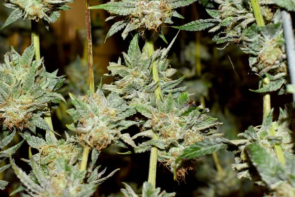 マリファナと大麻の植物の成長 — ストック写真