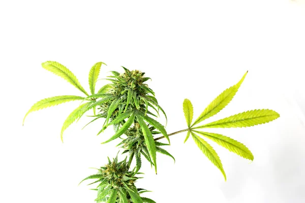 Planta Maconha Cannabis Isolado Fundo Branco — Fotografia de Stock