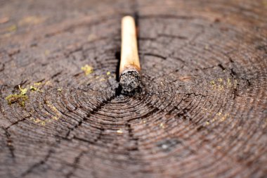 Mamarijuana kavramsal bileşimi, hala hayat.