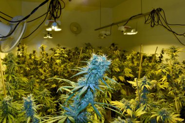 Growing Marijuana and Cannabis Plants  clipart