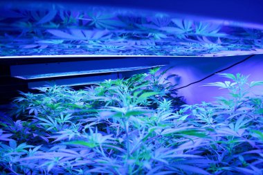 Mamarijuana üreten kavramsal kompozisyon, hala yaşam.