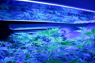 Mamarijuana üreten kavramsal kompozisyon, hala yaşam.