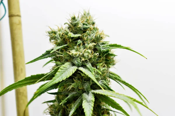 Cultivando plantas de maconha e Cannabis — Fotografia de Stock
