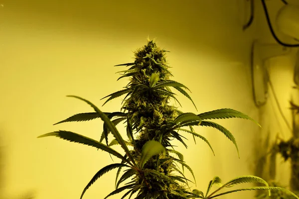 越来越多的大麻和大麻植物 — 图库照片