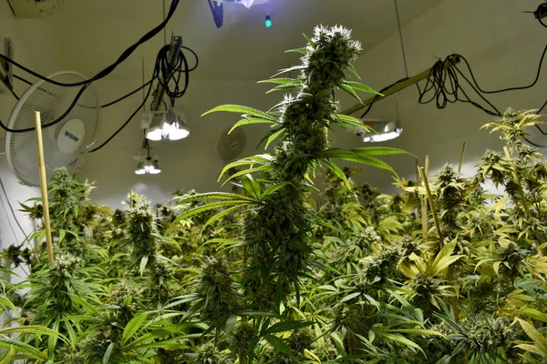 Cultivo de marihuana y plantas de cannabis —  Fotos de Stock