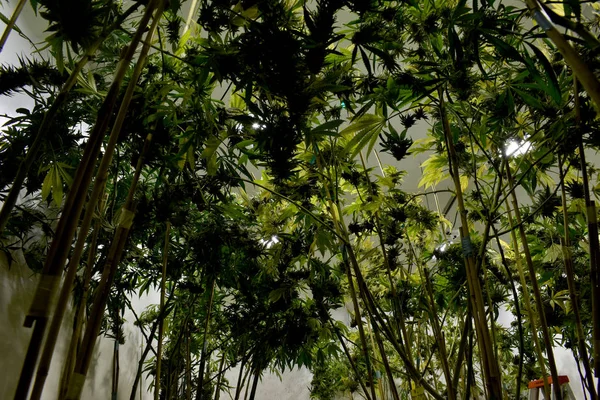 Растения марихуаны и конопли — стоковое фото