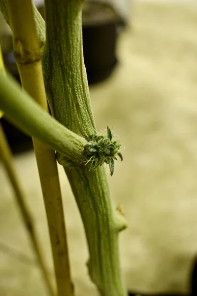 Tige Texturée Verte Sur Fond Flou — Photo