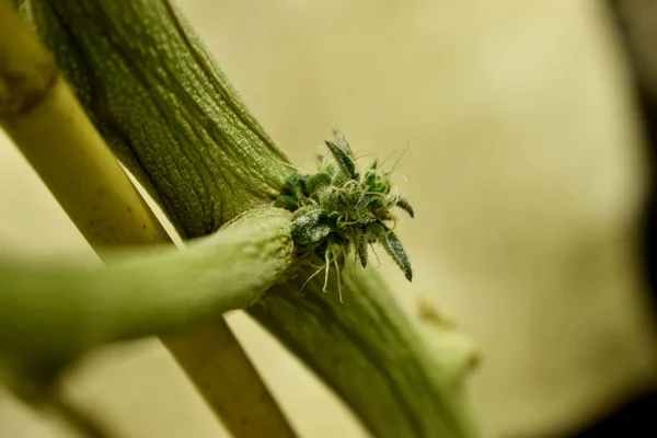 Anbau von Marihuana und Cannabispflanzen — Stockfoto