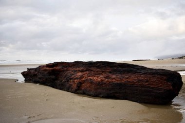 Sahildeki ağaca yakın, arka planda denize..