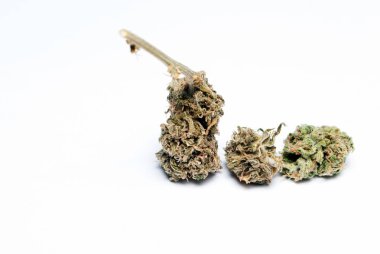Kurutulmuş marihuananın yakından bak. Uyuşturucu bağımlılığı kavramı. Tıbbi marihuana kavramı 
