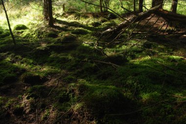 Yosun ve bitkilerle kaplı yeşil orman