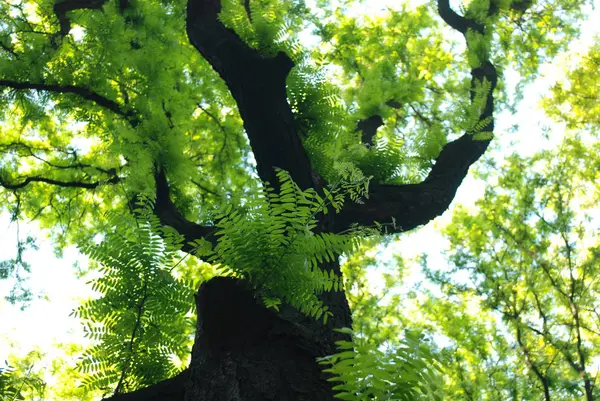 Зеленое Дерево Лесу — стоковое фото
