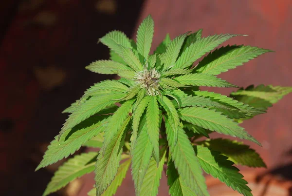 种植在大麻盆中的新鲜绿色大麻 — 图库照片