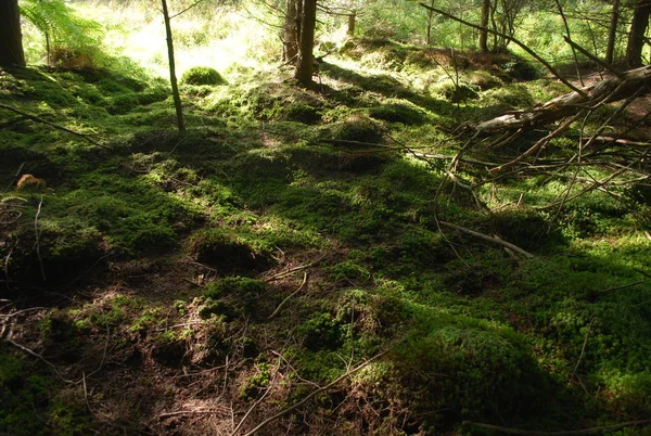 Green forest with mossy ground and plants