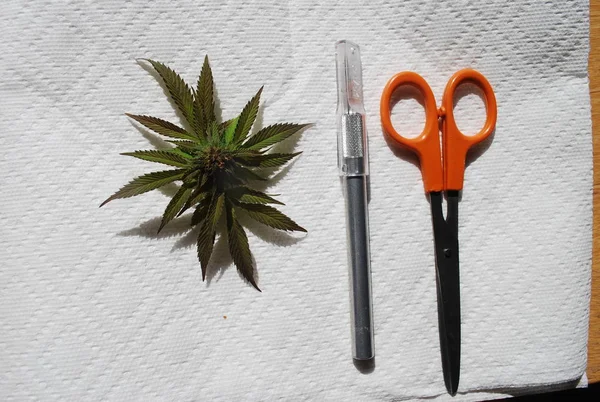 Cannabis Fresco Com Faca Pequena Tesoura Guardanapo — Fotografia de Stock