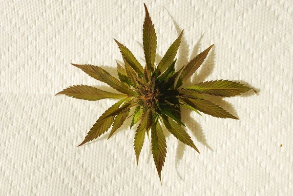 Foglie Cannabis Sulla Parete — Foto Stock