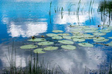 su bitkileri ve sazlık ile büyümüş nehir