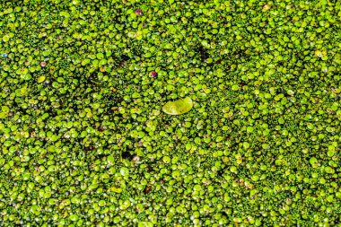 Yeşil bitkiler ile nehir suyu