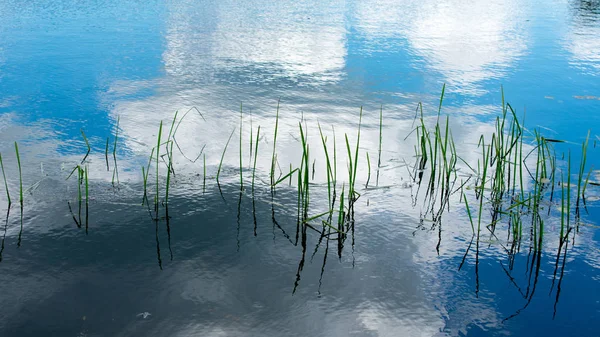 Övervuxen Flod Med Vattenväxter Och Vass — Stockfoto