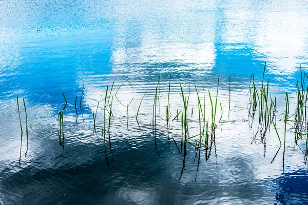 Bewachsener Fluss Mit Wasserpflanzen Und Schilf — Stockfoto